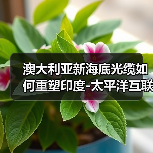 澳大利亚新海底光缆如何重塑印度-太平洋互联网格局?(图4) 澳大利亚新海底光缆如何重塑印度-太平洋互联网格局?(图4)
